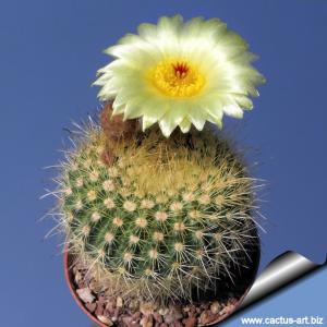 Notocactus agnetae v. aureispinus DV8A - Maldonado, Uruguay 150m