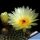 Notocactus agnetae v. aureispinus DV8A - Maldonado, Uruguay 150m