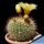 Notocactus agnetae v. aureispinus DV8A - Maldonado, Uruguay 150m