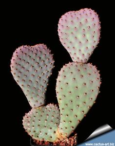 Opuntia basilaris "caudata" (Compact blue form)