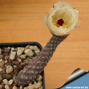 Pterocactus reticulatus