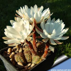 Pygmaeocereus akersii v. familiaris