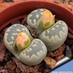 Lithops otzeniana C280 45km North-North-West of Loeriesfontein, Cape Province, South Africa