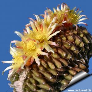 Copiapoa humilis f. cristata