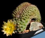 Copiapoa humilis f. cristata