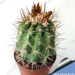 Copiapoa pseudocoquimbana