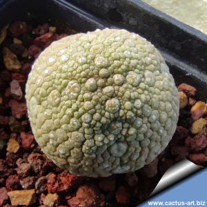 Pseudolithos migiurtinus