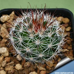 Mammillaria marcosii KL98.2 (dark spines)