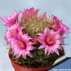 Mammillaria zeilmanniana Guanajuato state, central Mexico
