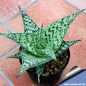 Aloe cv. TARRINGTON