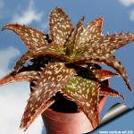 Aloe dorotheae