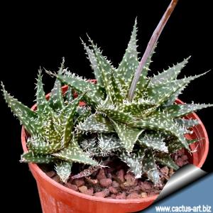 Aloe hybrid descoingsii x hawarthioides