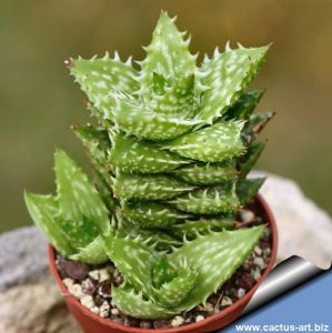 Aloe juvenna