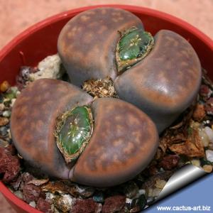 Lithops karasmontana v. lericheana C330 70km N Karasburg, Namibia