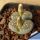 Lithops salicola 'maculate' C086 35km SE of Hopetown, Cape Province RSA