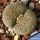 Lithops salicola 'maculate' C086 35km SE of Hopetown, Cape Province RSA