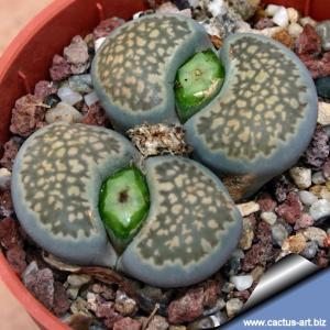 Lithops salicola 'maculate' C086 35km SE of Hopetown, Cape Province RSA