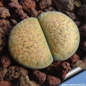 Lithops verruculosa C129 30 km O von Brandvlei, South Africa