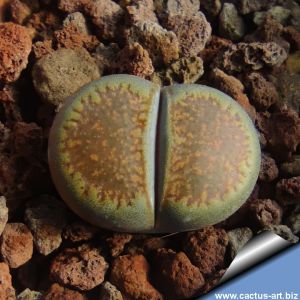 Lithops villetii ssp. kennedyi C200A - 80km South-South-East of Pofadder, Cape Province RSA