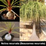 Nolina recurvata (Beaucarnea recurvata)