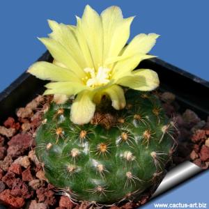 Frailea schilinzkyana