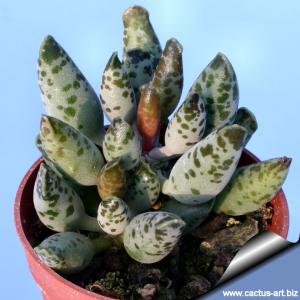 Adromischus festivus