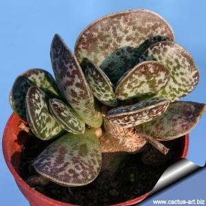 Adromischus rupicola