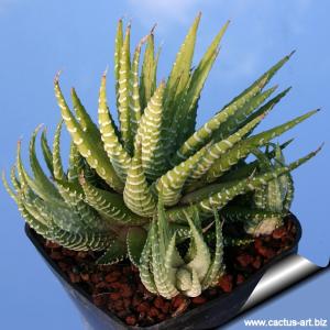 Haworthia attenuata f. variegata albina
