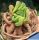 Haworthia cv. GREEN ROSE