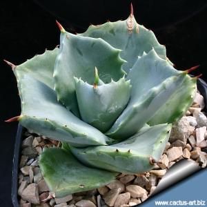 Agave potatorum cv. SHOJI-RAIJIN