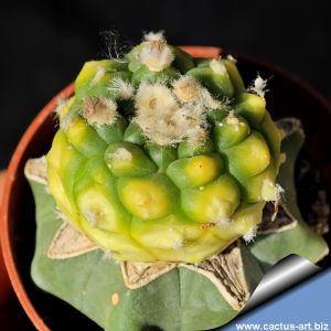 Astrophytum asterias cv. TURTLE f. variegata ( syn: "KITSU-KOW KABUTO")