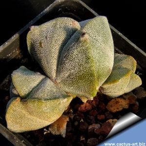 Astrophytum myriostigma "tricostatum" (4 heads)