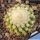 Echinocactus grusonii forma monstruosa