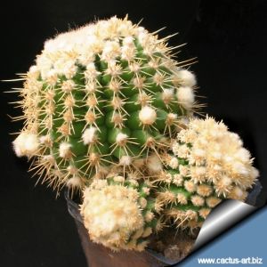 Echinocactus grusonii forma monstruosa