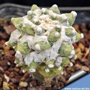 Ariocarpus retusus v. scapharostroides cv. COMPACT (mutant form) ex PP232 Villa Juarez, San Luis Potosi, Mexico