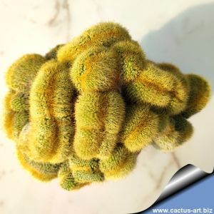 Notocactus leninghausii f. cristata