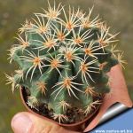 Pelecyphora asseliformis + Ferocactus glaucescens (CHIMAERA)