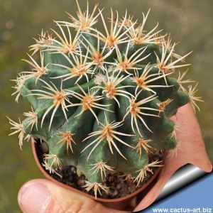 Pelecyphora aseliformis + Ferocactus glaucescens (CHIMAERA)