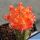 Gymnocalycium eurypleurum "orange" (grafted on Myrtillocactus)