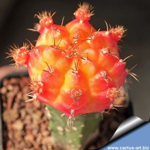 Gymnocalycium eurypleurum "orange" (grafted on Myrtillocactus)