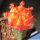 Gymnocalycium eurypleurum "orange" (grafted on Myrtillocactus)