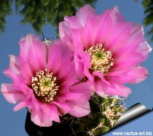 Echinocereus fendleri v. rectispinus Prescott, Yavapai Co, Arizona, USA