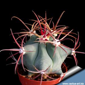 Ferocactus emoryi