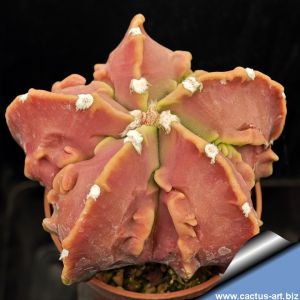 Astrophytum myriostigma cv. FUKURYU (Type B - HEKIRAN FUKURYU) "nudum"