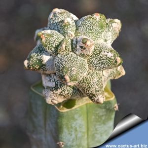 Astrophytum myriostigma cv. KIKKO EXTREME + HAKUUN