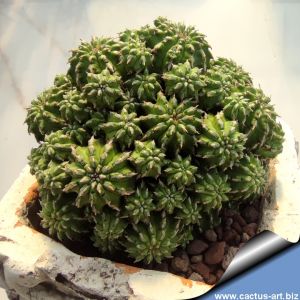 Euphorbia sepulta