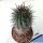Copiapoa schultziana CH31 West of Domeyko, Chile
