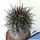 Copiapoa schultziana CH31 West of Domeyko, Chile