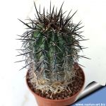 Copiapoa schultziana CH31 West of Domeyko, Chile