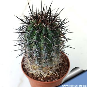 Copiapoa schultziana CH31 West of Domeyko, Chile